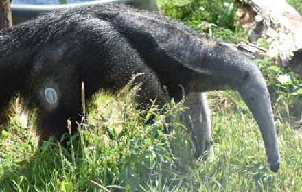 Anteater With T1D At Edinburgh Zoo 22 06 Nala Giant Anteater